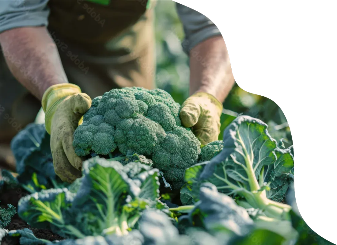 Gloved hands holding freshly harvested broccoli grown with vermicompost