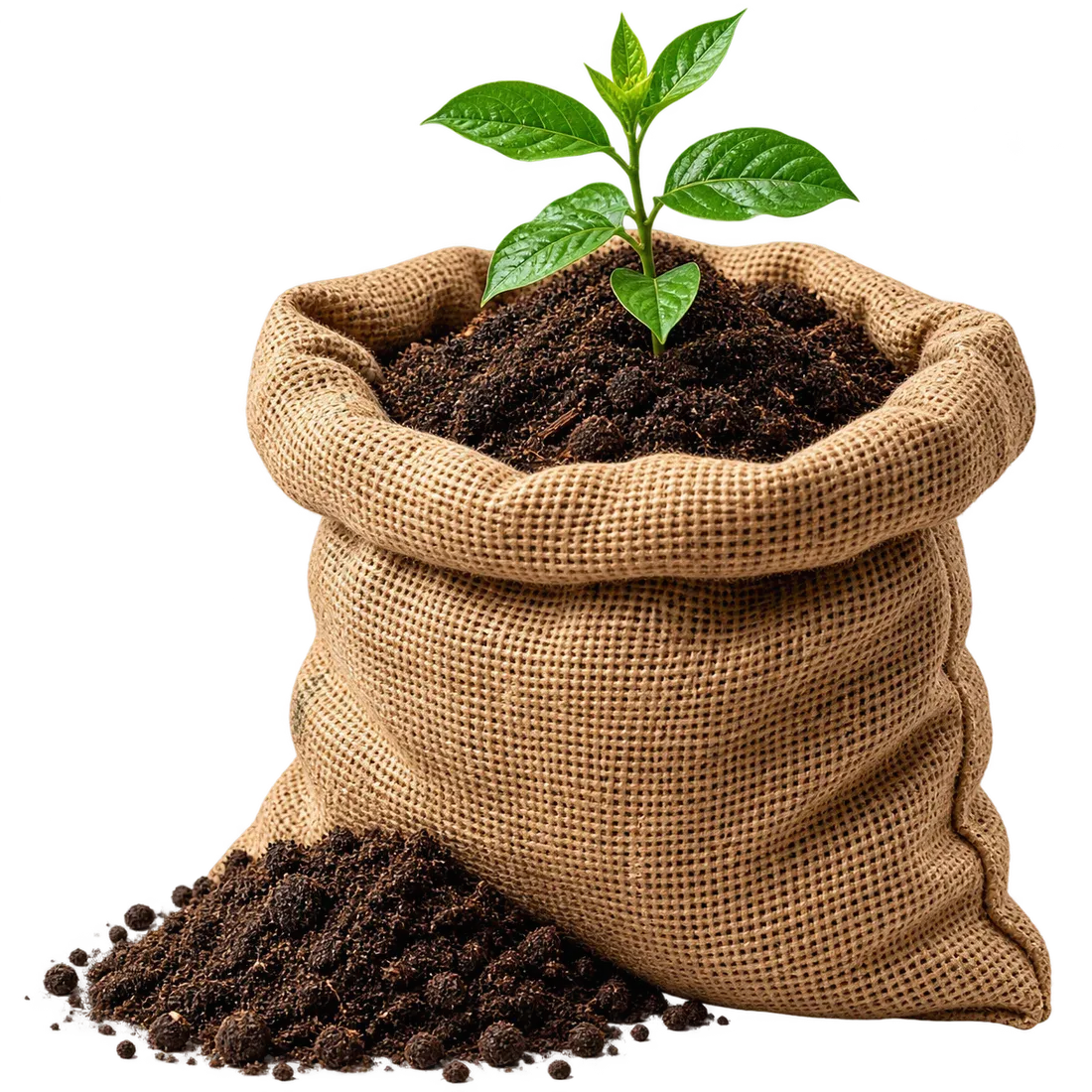 A large burlap sack filled with vermicompost, ready for bulk supply
