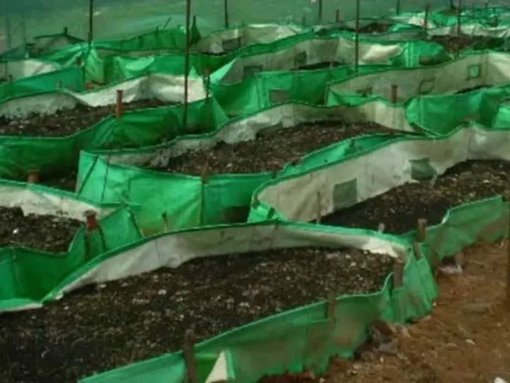 Green vermicomposting beds covered with mesh, used in production